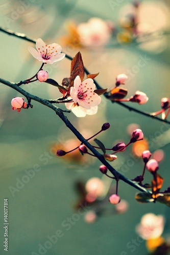 Foto-Schiebegardine Komplettsystem - Beautiful flowering Japanese cherry - Sakura. Background with flowers on a spring day. (von montypeter)
