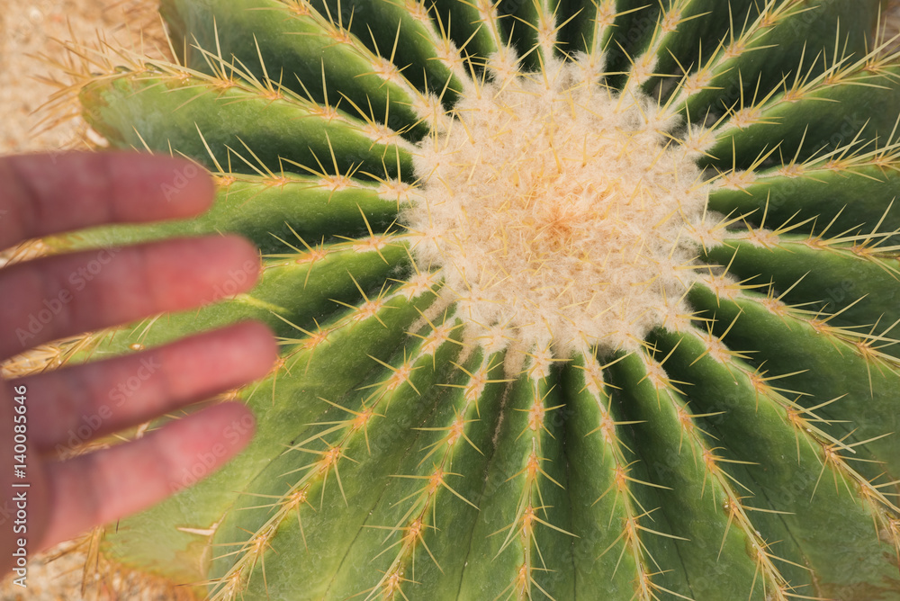 Echinocactus grusonii and a hand in King Rama IX Park, Bangkok ...