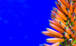 Leinwandbild Motiv Kniphofia (Tawny King), red-hot poker (Asphodelaceae), vibrant orange flower