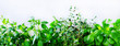© jchizhe - Green fresh aromatic herbs - melissa, mint, thyme, basil, parsley on white background. Banner collage frame from plants. Copyspace. Top view.