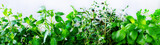 Green fresh aromatic herbs - melissa, mint, thyme, basil, parsley on white background. Banner collage frame from plants. Copyspace. Top view. Toned effect.