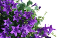 Isolated Closeup Of Purple Campanula Portenschlagiana Flowers