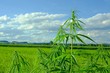 Legally grown cannabis stalks grows on the field in Austria. Hemp cultivation is permitted in some countries. These is technical hemp from which should not produce drug.