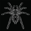Ragno tarantula, illustrazione geometrica delle linee bianche sullo sfondo nero, vettoriale