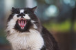 Yawning cat portrait