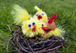 Easter chicks in a nest