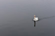 White swan in calm black water