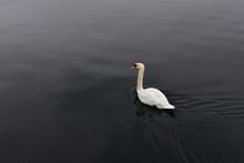 White Swan In Calm Black Water