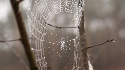 Dew covered spider web sways in the breeze