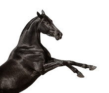 Black Rearing Horse Isolated On A White Background