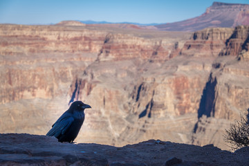 Sticker - Black Raven at Grand Canyon West Rim - Arizona, USA