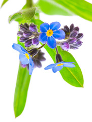 Wall Mural - forget-me-not flowers isolated on white background 1:1 macro lens shots