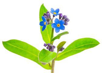 Wall Mural - forget-me-not flowers isolated on white background 1:1 macro lens shots