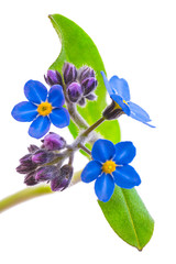 Wall Mural - forget-me-not flowers isolated on white background 1:1 macro lens shots