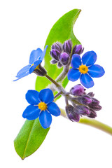 Wall Mural - forget-me-not flowers isolated on white background 1:1 macro lens shots