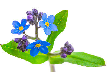 Wall Mural - forget-me-not flowers isolated on white background 1:1 macro lens shots