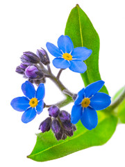 Wall Mural - forget-me-not flowers isolated on white background 1:1 macro lens shots