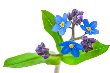 Wall Mural - forget-me-not flowers isolated on white background 1:1 macro lens shots