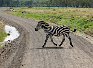 Wall Mural - Zebra crossing the road in Lake Nakuru - Kenya