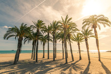 Palm Trees On Sandy Beach With Sunlight