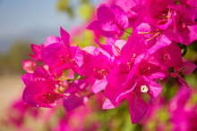 Pink Bougainvillea Flower