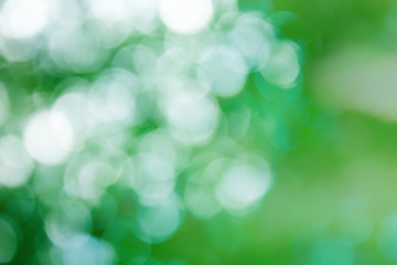 Wall Mural - Fresh soft green colour bokeh bush tree and sunlight