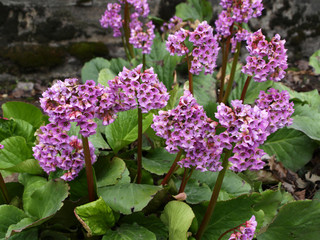 Wall Mural - Bergenia crassifolia pink flowers with green 