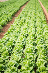 Poster - Green vegetables growing in field, farming concept