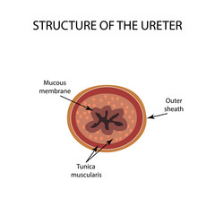 Wall Mural - Structure of the ureter. Infographics. Vector illustration on isolated background