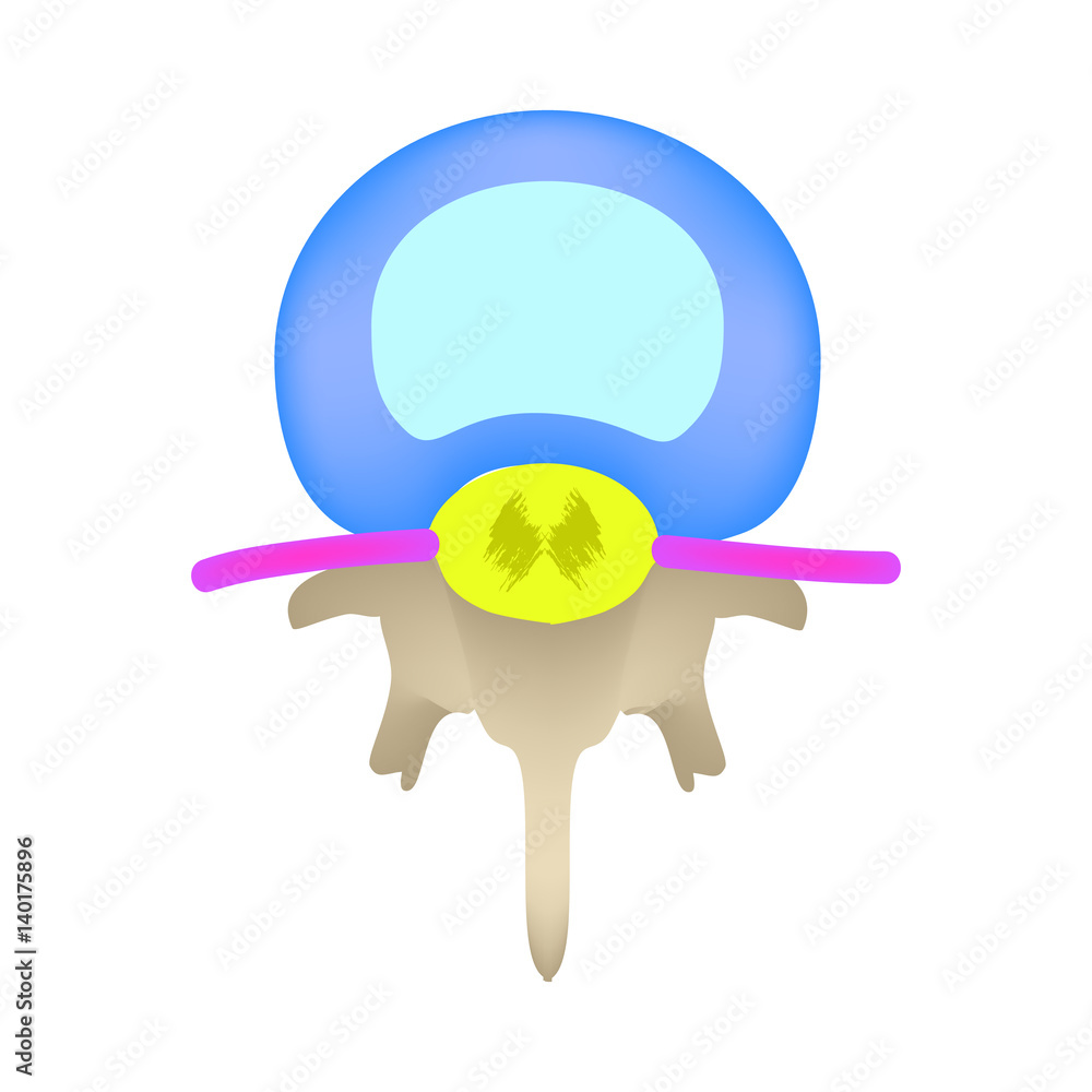 The anatomical structure of the intervertebral disc. Top view. Spine. Infographics. Vector illustration on isolated background