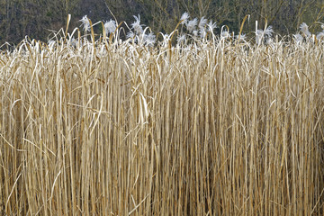 reed fields for thatching roofs