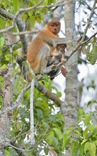 A Female Proboscis Monkey (Nasalis Larvatus) With A Cub In A Native Habitat. Long-nosed Monkey, Known As The Bekantan In Indonesia. Endemic To The Southeast Asian Island Of Borneo.
