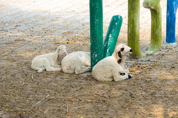 Wall Mural - The sheep on a farm outdoor .