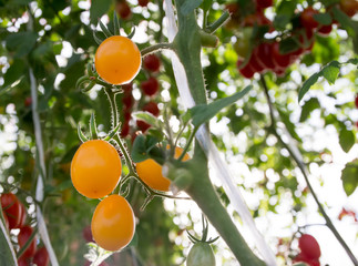 Tomatoes in the garden,Vegetable garden with plants of red tomatoes. Ripe tomatoes on a vine, growing on a garden. Red tomatoes growing on a branch.