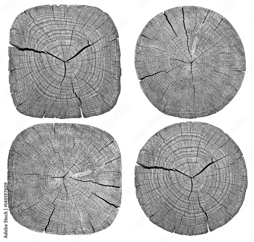 Cross section of tree trunk showing growth rings on white background ...