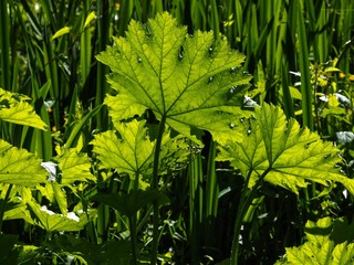 Canvas Print - Gunnera