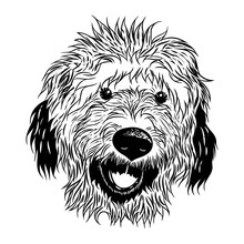 Portrait Of  Labradoodle. Hand Drawn Dog Illustration. T- Shirt And Tattoo Concept Design In Black White. Vector.