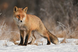 Fototapeta Zwierzęta - Fox