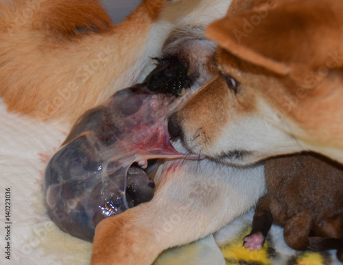 Fotografija  柴犬　誕生