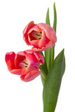 Fototapeta Tulipany - two pink tulip flowers isolated on white background