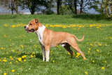 Fototapeta Konie - Portrait of nice american staffordshire terrier