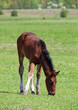 A little brown foal grazing on a spring pasture 