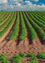 Wall Mural - Potato field in rural Prince Edward Island, Canada.