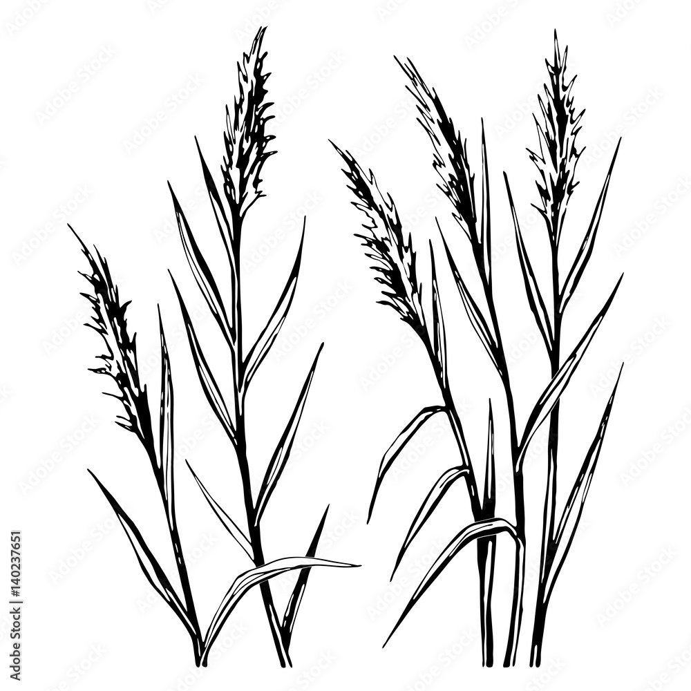 Hand drawn sketch of the reed isolated on white background. - obrazy, fototapety, plakaty 
