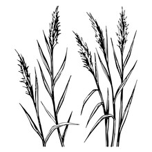 Hand Drawn Sketch Of The Reed Isolated On White Background.