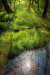 © Svitlana - Spring deciduous forest with pond in Sunny day.