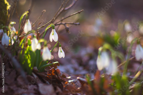 spring of the first snowdrops