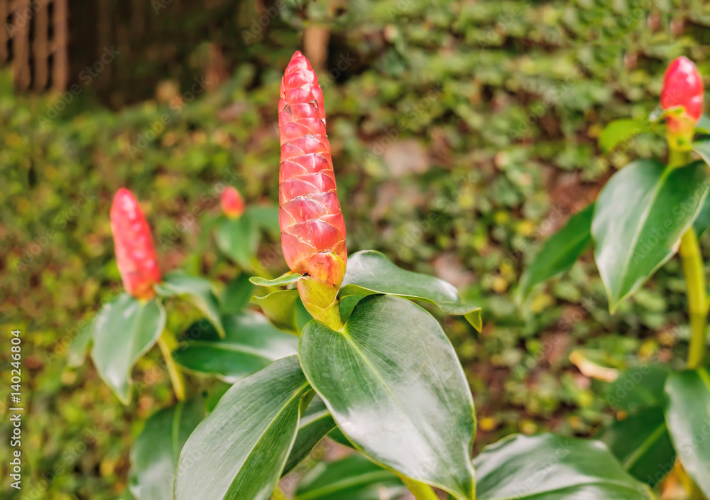 Roter Ingwer Alpinia Purpurata Wachst Im Garten Foto Poster