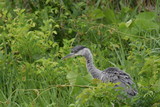 Fototapeta Zwierzęta - gray heron