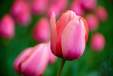 Fototapeta Tulipany - bright colorful tulip garden meadow